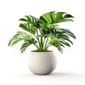 potted plant in a ceramic pot, thoughtfully isolated against a clean white background.