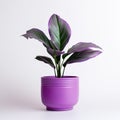 potted plant in a ceramic pot, thoughtfully isolated against a clean white background.