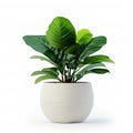 potted plant in a ceramic pot, thoughtfully isolated against a clean white background.