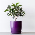 potted plant in a ceramic pot, thoughtfully isolated against a clean white background.