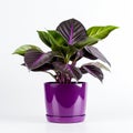 potted plant in a ceramic pot, thoughtfully isolated against a clean white background.