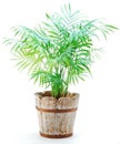 Potted plant Chamaedorea elegans Royalty Free Stock Photo