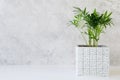 Potted plant Chamaedorea elegans near gray concrete wall Royalty Free Stock Photo