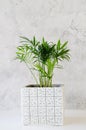 Potted plant Chamaedorea elegans near gray concrete wall Royalty Free Stock Photo