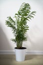 A potted plant Chamaedorea elegans on white Royalty Free Stock Photo