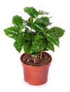 Potted plant, the coffee tree Royalty Free Stock Photo