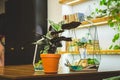 Potted plant on the counter of a flower shop on the background of shelves with books and other flowers