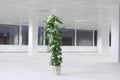 Potted plant in empty office space night Royalty Free Stock Photo