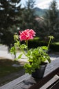 Potted plant of geranium , balcony flower. Gardening