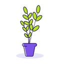 Potted plant with green leaves in a purple pot, simple flat design. Nature concept, indoor plant decoration vector