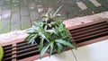 A potted plant on a gutter photographed from above