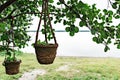 Potted plant hanging on a tree branch against the backdrop of a lake in the garden. Hand made ceramic pot Royalty Free Stock Photo