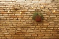 Potted plant and light bulbs on old yellow brick wall