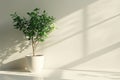 Potted plant with lush leaves bathed in sunlight, casting shadows on a beige wall