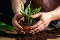 Potted plant rebirth Womans hands tenderly plant sansevieria in soil