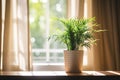 a potted plant in a room suggesting an oxygen-rich environment for better breathing Royalty Free Stock Photo