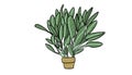 Potted plant sage illustration