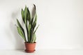 Potted plant Sansevieria on white table against white wall Mock up. Scandinavian interior fragment Royalty Free Stock Photo