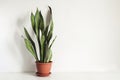 Potted plant Sansevieria on white table against white wall Mock up. Scandinavian interior fragment