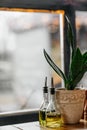 The potted plant sansseviery in a clay pot stands on a table with bottles of olive oil. Royalty Free Stock Photo