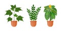 Potted plant. Set of houseplants and flowers in pot in flat style. Vector illustration Royalty Free Stock Photo