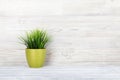 Potted plant on shelf