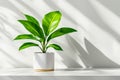A potted plant sitting on top of a white table Royalty Free Stock Photo