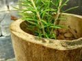 Potted plant