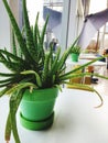 Aloe Vera plant in a pot