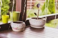 Potted plant on table on patio. Terrace design. Flowers in pots, outdoors. New life concept. Botany background. Decorative pots. Royalty Free Stock Photo