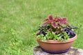 Potted plant on Tree stump Royalty Free Stock Photo