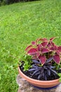 Potted plant on Tree stump Royalty Free Stock Photo