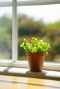 Potted plant under sunlight before window, baby sun rose on natural background