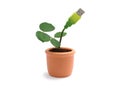 Potted plant with usb cable Royalty Free Stock Photo