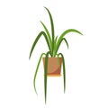 Potted plant . Royalty Free Stock Photo