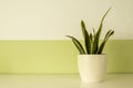 Potted plant on a white board, white and green wall as background Royalty Free Stock Photo