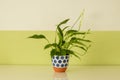 Potted plant on a white board, white and green wall as background Royalty Free Stock Photo