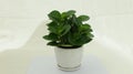 Potted plant in white flowerpot, green houseplant, peperomia tetraphylla, bonsai Royalty Free Stock Photo