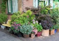 Potted plants collection Royalty Free Stock Photo