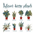 Potted plants collection. Interior plants. Urban jungle, trendy home decor with plants Royalty Free Stock Photo