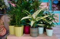 Potted plants decorating a flower shop displaying lush greenery Royalty Free Stock Photo