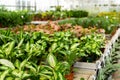 Potted plants of dieffenbachia with yellow green leaves for sale