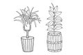 Potted plants. Dracaena and Ficus. Vector stock illustration eps 10. Outline. Hand drawing