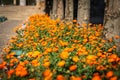 Potted plants and flowers on the streets of Cordoba,Spain Royalty Free Stock Photo