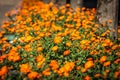 Potted plants and flowers on the streets of Cordoba,Spain Royalty Free Stock Photo