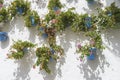 potted plants and flowers on the streets of Marbella, Malaga Spa Royalty Free Stock Photo