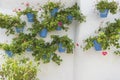 potted plants and flowers on the streets of Marbella, Malaga Spa Royalty Free Stock Photo