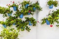 Potted plants and flowers on the streets of Marbella, Malaga Spa Royalty Free Stock Photo