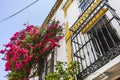 Potted plants and flowers on the streets of Marbella, Malaga Royalty Free Stock Photo