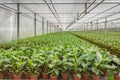 Potted plants in a greenhouse horticulture business in the Nethe